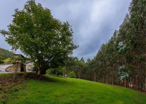 Galicia, Lugo, Pontenova, country house, eucaliptos 