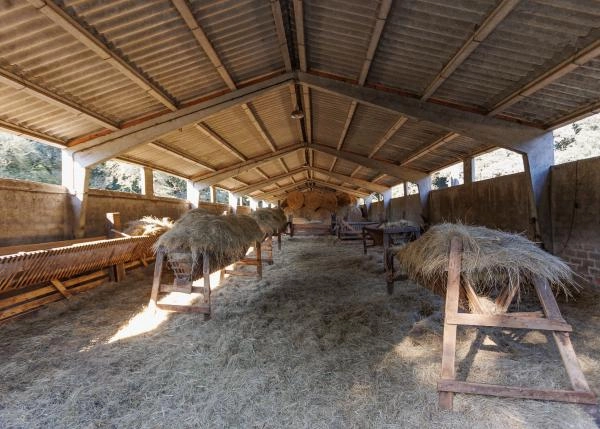 Galicia, Lugo, Outeiro de Rei, nave vacuno 2