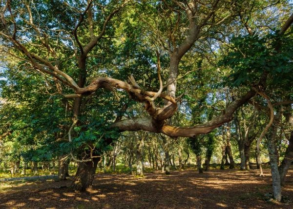 Galicia, Lugo, Outeiro de Rei, robles