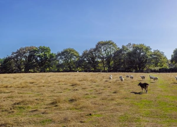 Galicia, Lugo, Outeiro de Rei, ovejas pastando