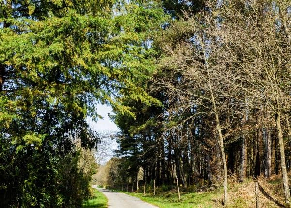 Galicia, Lugo, A Campiña, casa de campo, carretera entrada 1