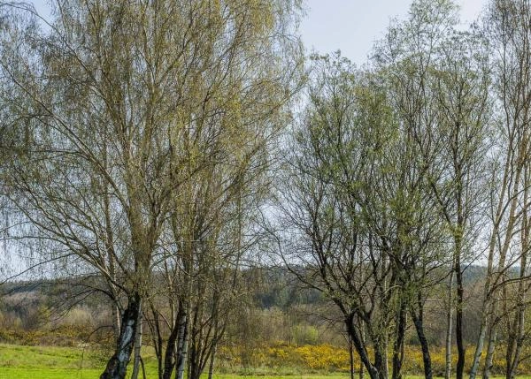 Galicia, A Campiña Lugo, casa de campo, views