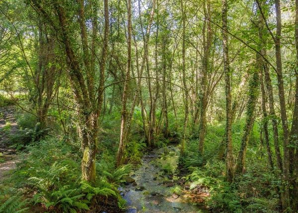 Galicia, Lugo; Begonte, view of river